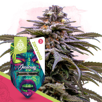Jealousy Autoflower (Zamnesia Seeds) Feminiserade