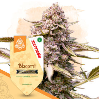 Biscotti Autoflower (Zamnesia Seeds) Feminiserade