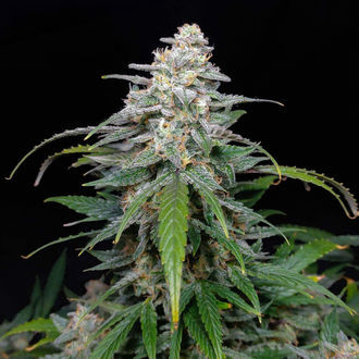 Biscotti Autoflower (Zamnesia Seeds) Feminiserade