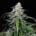 Biscotti Autoflower (Zamnesia Seeds) Feminiserade