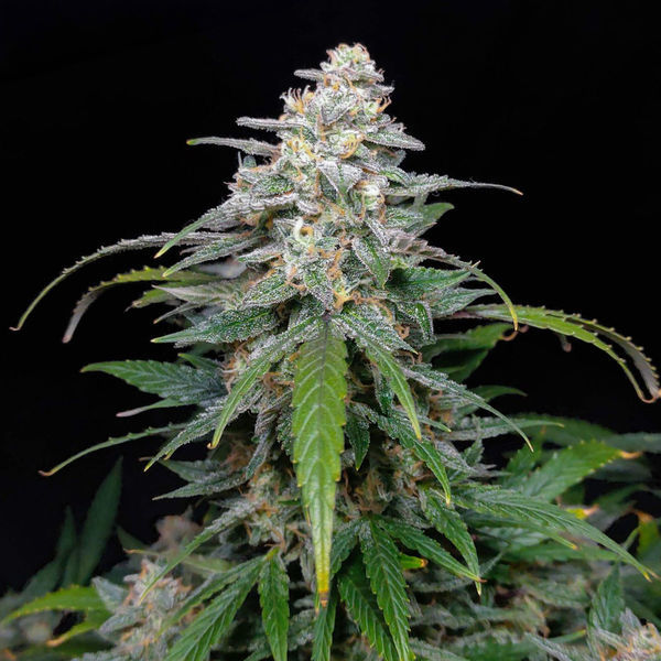 Biscotti Autoflower (Zamnesia Seeds) Feminiserade