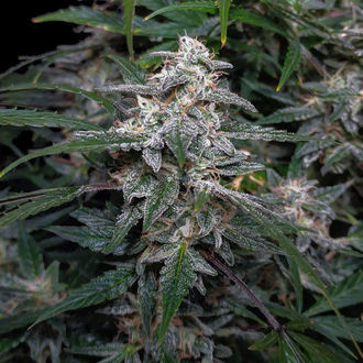 Biscotti Autoflower (Zamnesia Seeds) Feminiserade