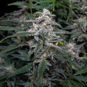 Biscotti Autoflower (Zamnesia Seeds) Feminiserade