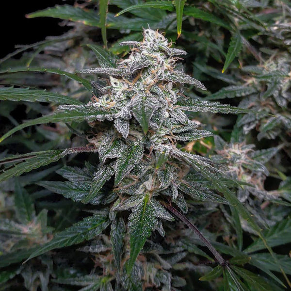Biscotti Autoflower (Zamnesia Seeds) Feminiserade