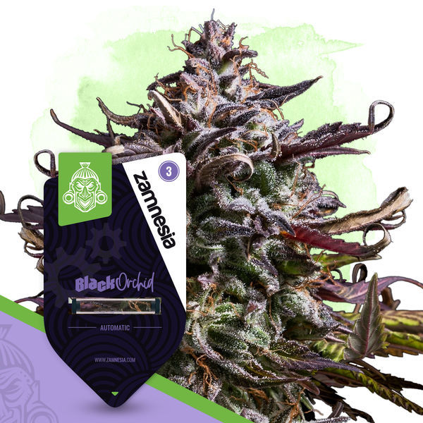 Black Orchid Autoflower (Zamnesia Seeds) Feminiserade