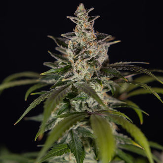 Black Orchid Autoflower (Zamnesia Seeds) Feminiserade