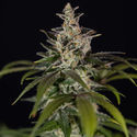 Black Orchid Autoflower (Zamnesia Seeds) Feminiserade