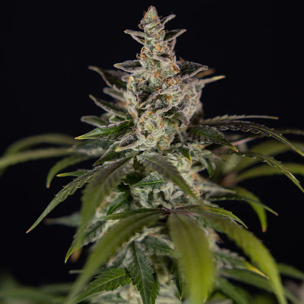 Black Orchid Autoflower (Zamnesia Seeds) Feminiserade