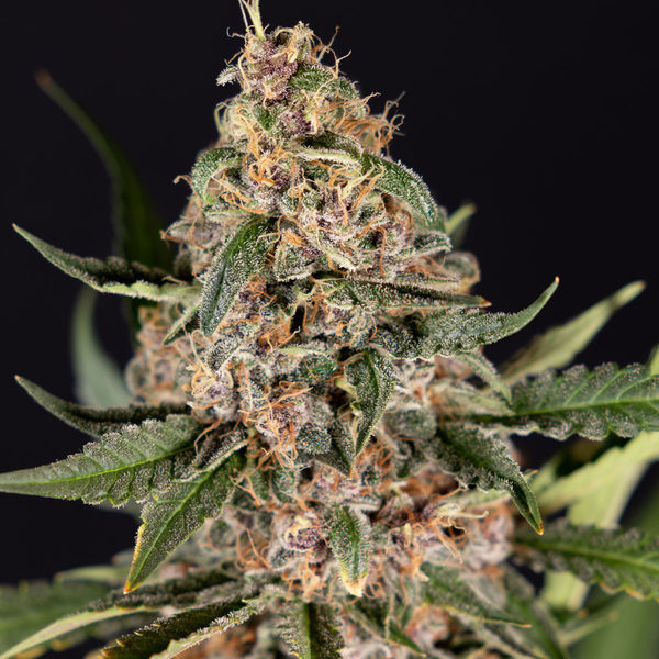 Black Orchid Autoflower (Zamnesia Seeds) Feminiserade