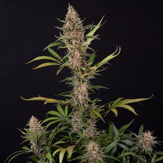 Black Orchid Autoflower (Zamnesia Seeds) Feminiserade