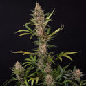 Black Orchid Autoflower (Zamnesia Seeds) Feminiserade