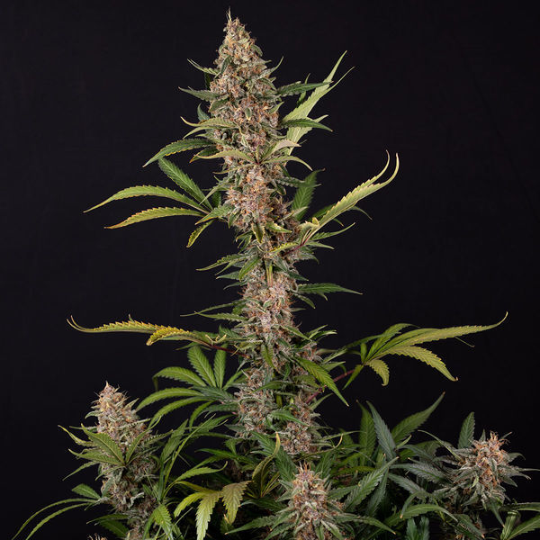 Black Orchid Autoflower (Zamnesia Seeds) Feminiserade