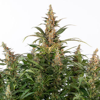 Black Orchid Autoflower (Zamnesia Seeds) Feminiserade