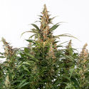 Black Orchid Autoflower (Zamnesia Seeds) Feminiserade