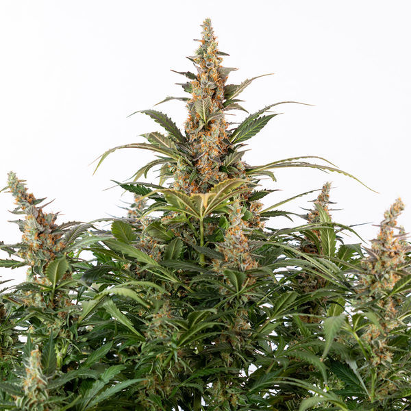 Black Orchid Autoflower (Zamnesia Seeds) Feminiserade
