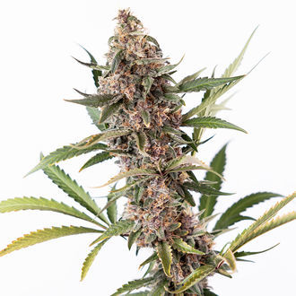 Black Orchid Autoflower (Zamnesia Seeds) Feminiserade