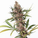 Black Orchid Autoflower (Zamnesia Seeds) Feminiserade