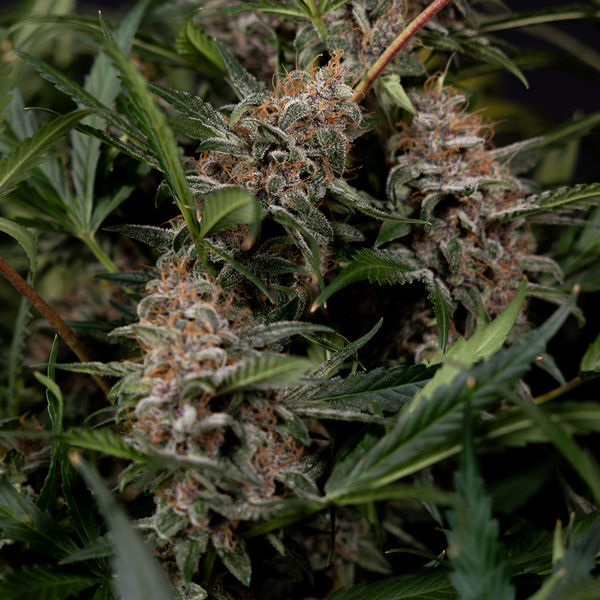 Black Orchid Autoflower (Zamnesia Seeds) Feminiserade