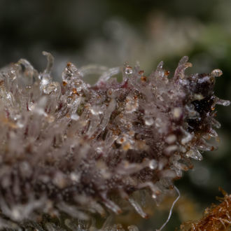 Black Orchid Autoflower (Zamnesia Seeds) Feminiserade