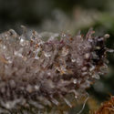 Black Orchid Autoflower (Zamnesia Seeds) Feminiserade