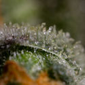 Black Orchid Autoflower (Zamnesia Seeds) Feminiserade