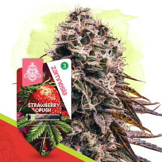 Strawberry Cough Autoflower (Zamnesia Seeds) Feminiserade