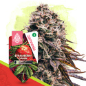 Strawberry Cough Autoflower (Zamnesia Seeds) Feminiserade