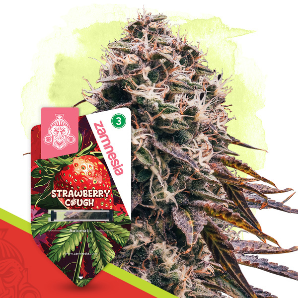 Strawberry Cough Autoflower (Zamnesia Seeds) Feminiserade