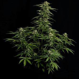 Epsilon F1 Autoflower (Royal Queen Seeds) Feminiserade