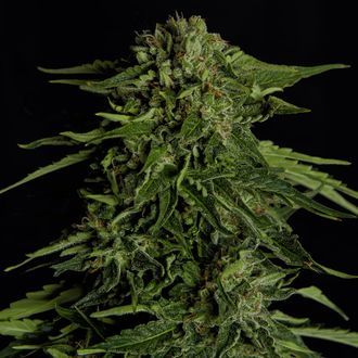 Epsilon F1 Autoflower (Royal Queen Seeds) Feminiserade