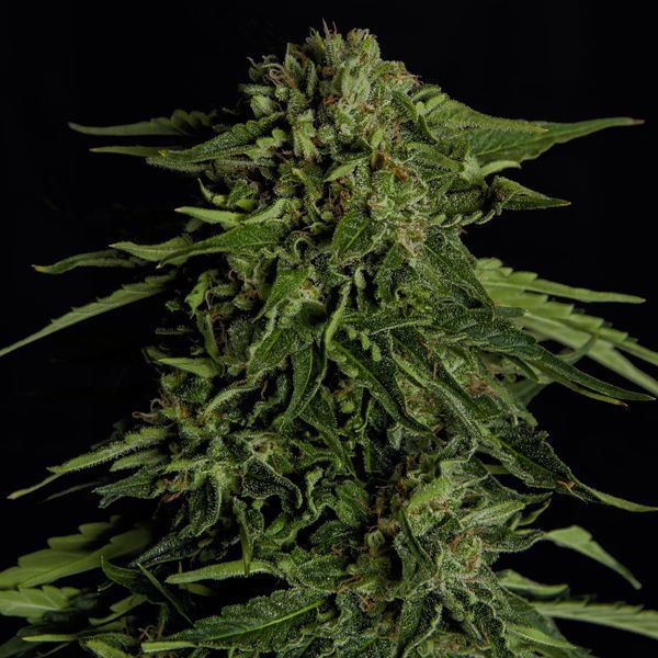 Epsilon F1 Autoflower (Royal Queen Seeds) Feminiserade