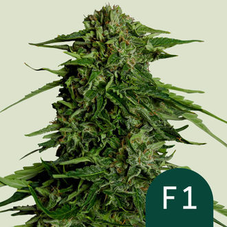 Epsilon F1 Autoflower (Royal Queen Seeds) Feminiserade