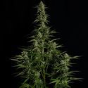 Medusa F1 Autoflower (Royal Queen Seeds) Feminiserade