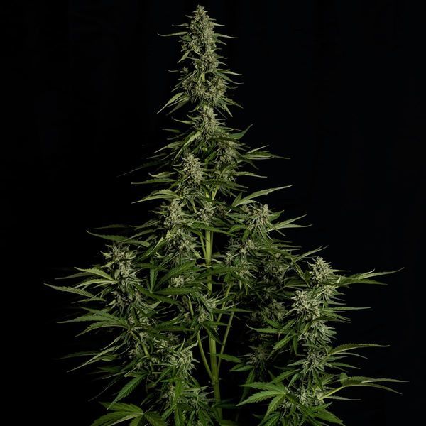 Medusa F1 Autoflower (Royal Queen Seeds) Feminiserade