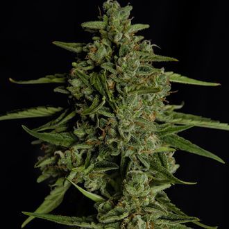 Medusa F1 Autoflower (Royal Queen Seeds) Feminiserade