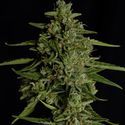Medusa F1 Autoflower (Royal Queen Seeds) Feminiserade