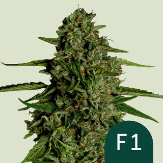 Medusa F1 Automatic (Royal Queen Seeds) Feminiserade