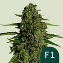 Medusa F1 Autoflower (Royal Queen Seeds) Feminiserade