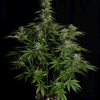 Hyperion F1 Autoflower (Royal Queen Seeds) Feminiserade