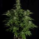 Hyperion F1 Autoflower (Royal Queen Seeds) Feminiserade
