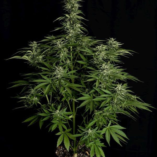 Hyperion F1 Autoflower (Royal Queen Seeds) Feminiserade