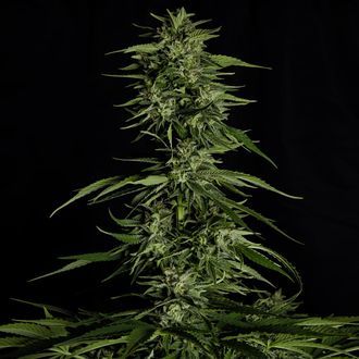 Hyperion F1 Autoflower (Royal Queen Seeds) Feminiserade