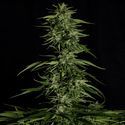 Hyperion F1 Autoflower (Royal Queen Seeds) Feminiserade