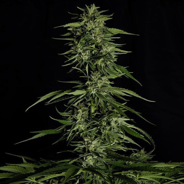 Hyperion F1 Autoflower (Royal Queen Seeds) Feminiserade