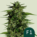 Hyperion F1 Autoflower (Royal Queen Seeds) Feminiserade