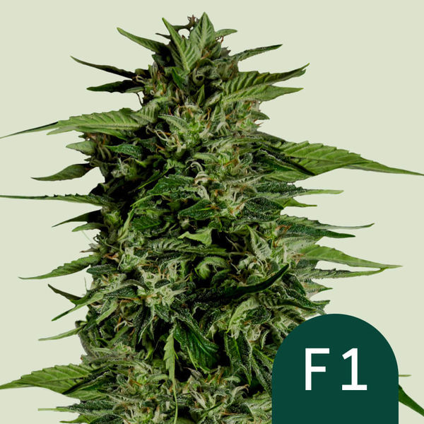 Hyperion F1 Autoflower (Royal Queen Seeds) Feminiserade