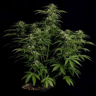 Apollo F1 Autoflower (Royal Queen Seeds) Feminiserade