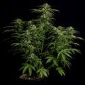 Apollo F1 Autoflower (Royal Queen Seeds) Feminiserade