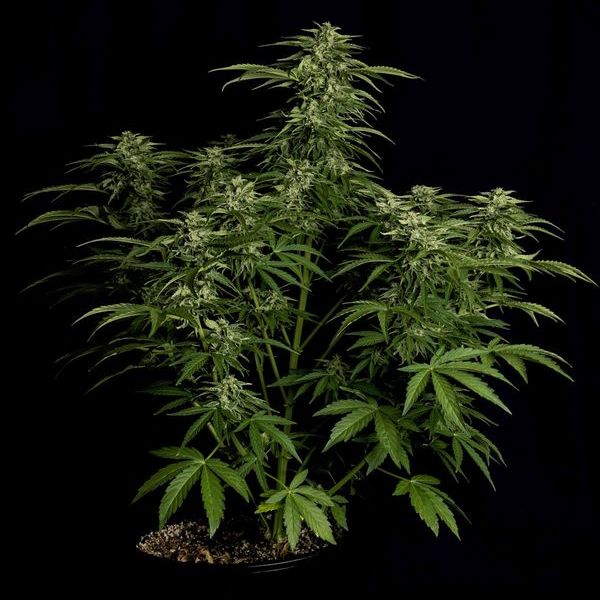 Apollo F1 Autoflower (Royal Queen Seeds) Feminiserade