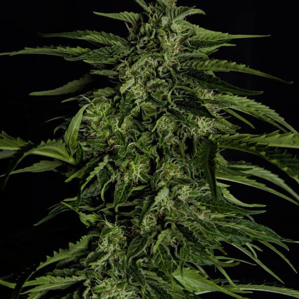 Apollo F1 Autoflower (Royal Queen Seeds) Feminiserade